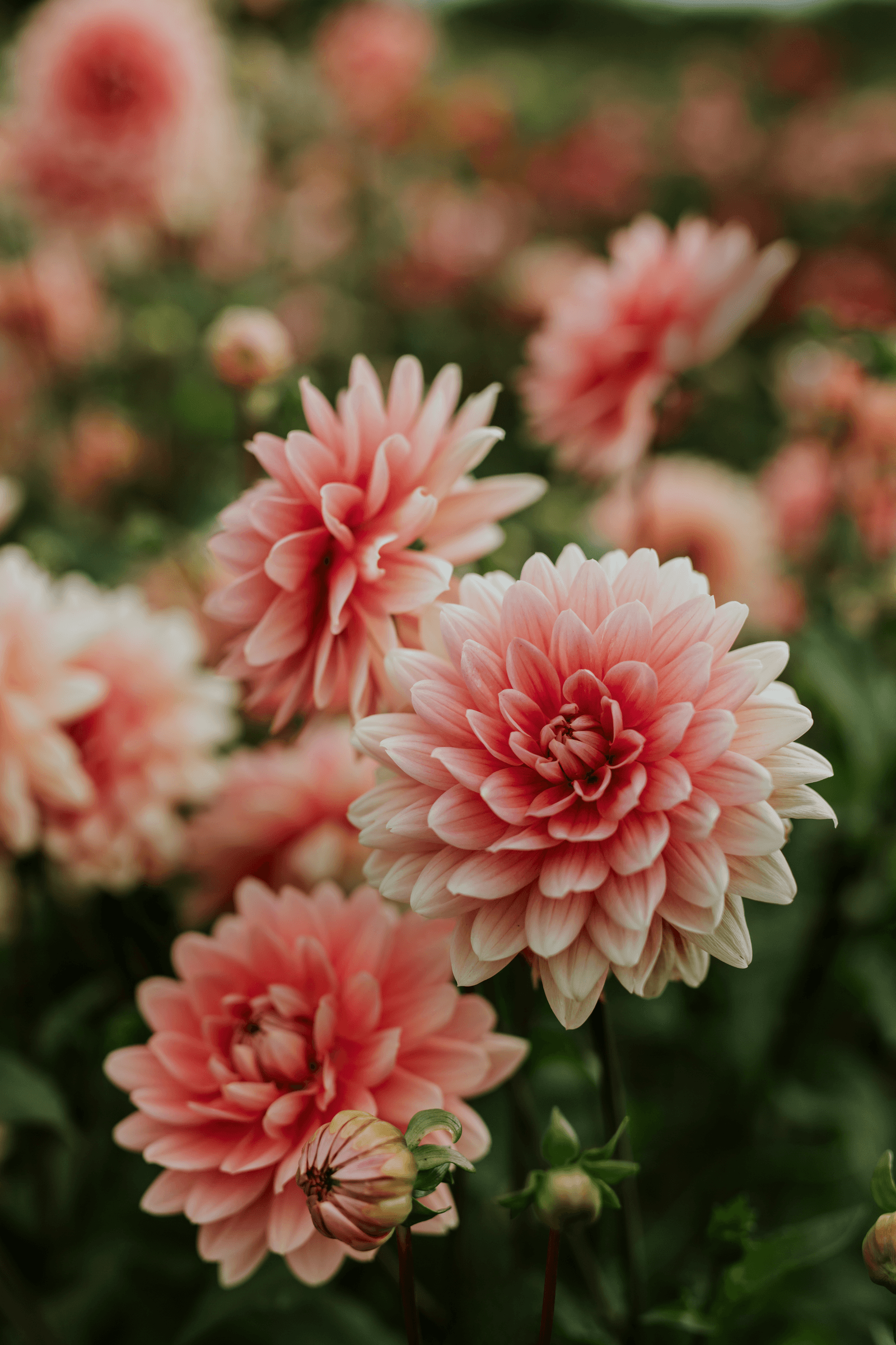 Dahlia ‘Carolina Wagemans has twotone waterlilytype flowers