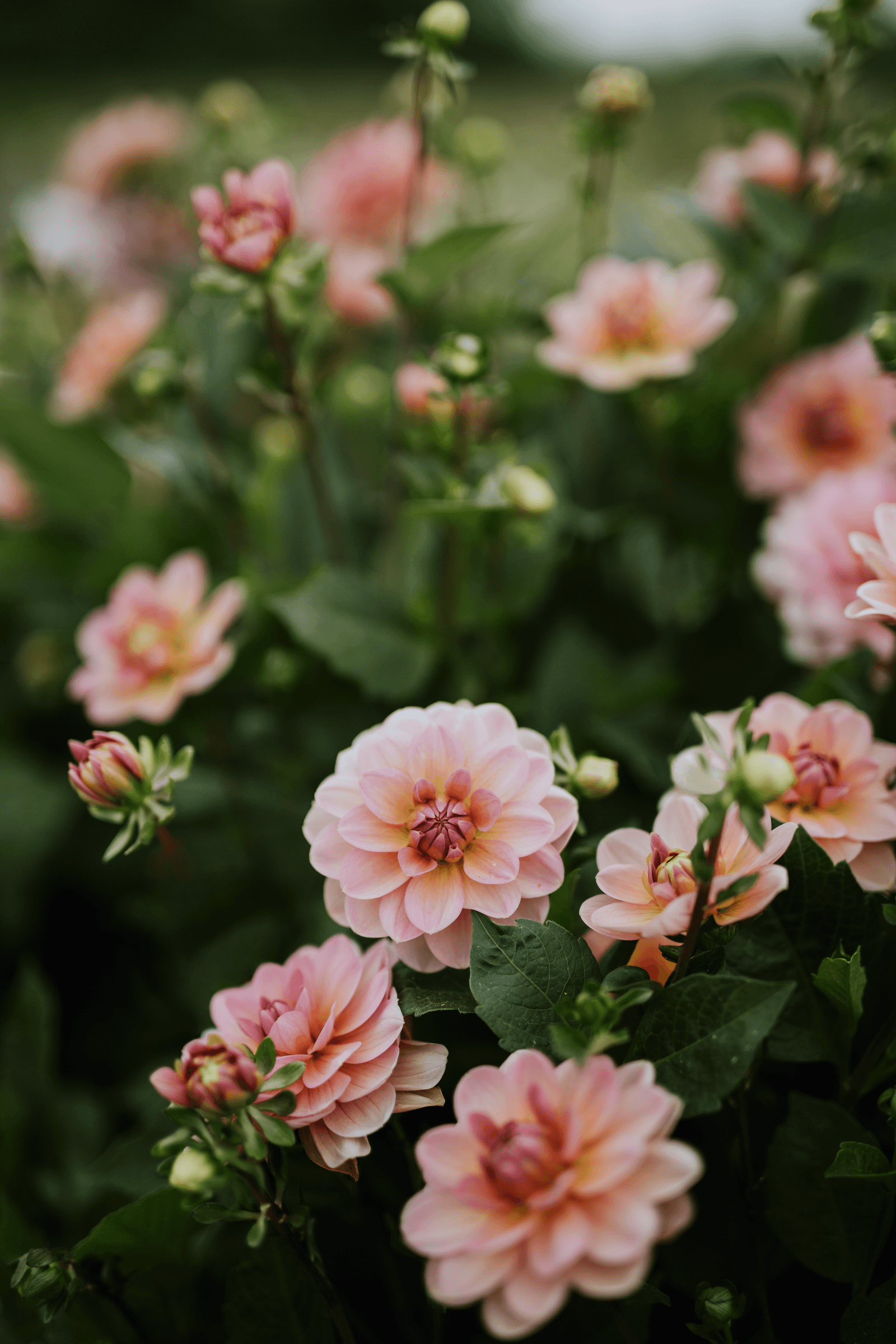 How to plant dahlia tubers the small apricot flowers of Dahlia ‘Maldiva