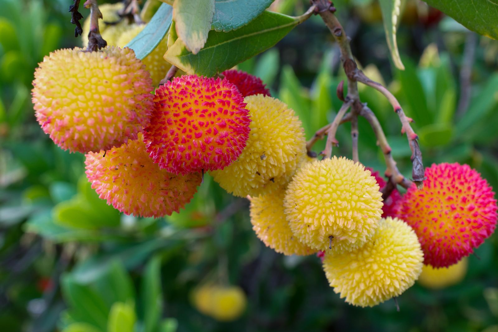 Yellow orange and red fruits of the Strawberry tree