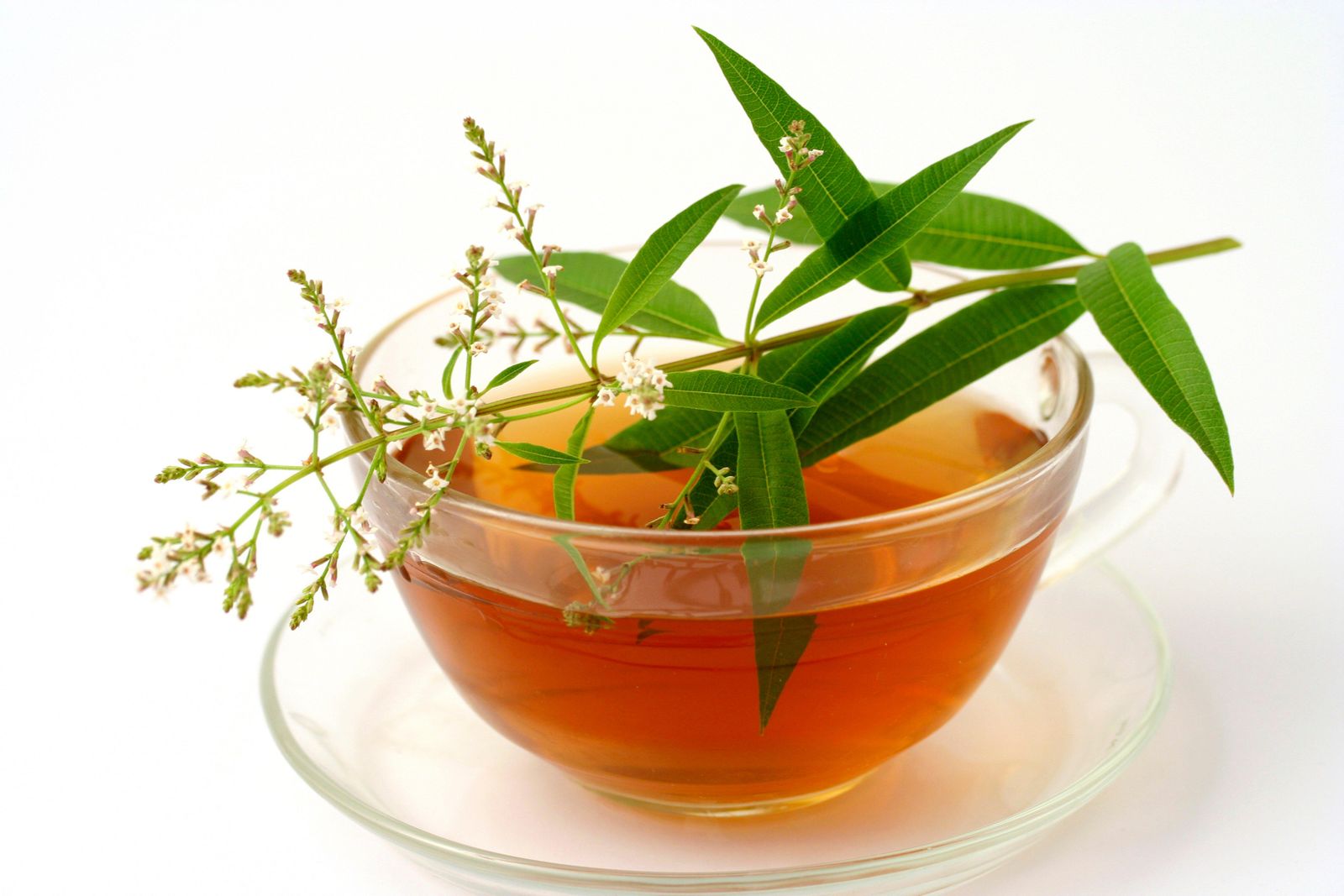 KMWX4H Lemon verbena infusion Aloysia triphylla
