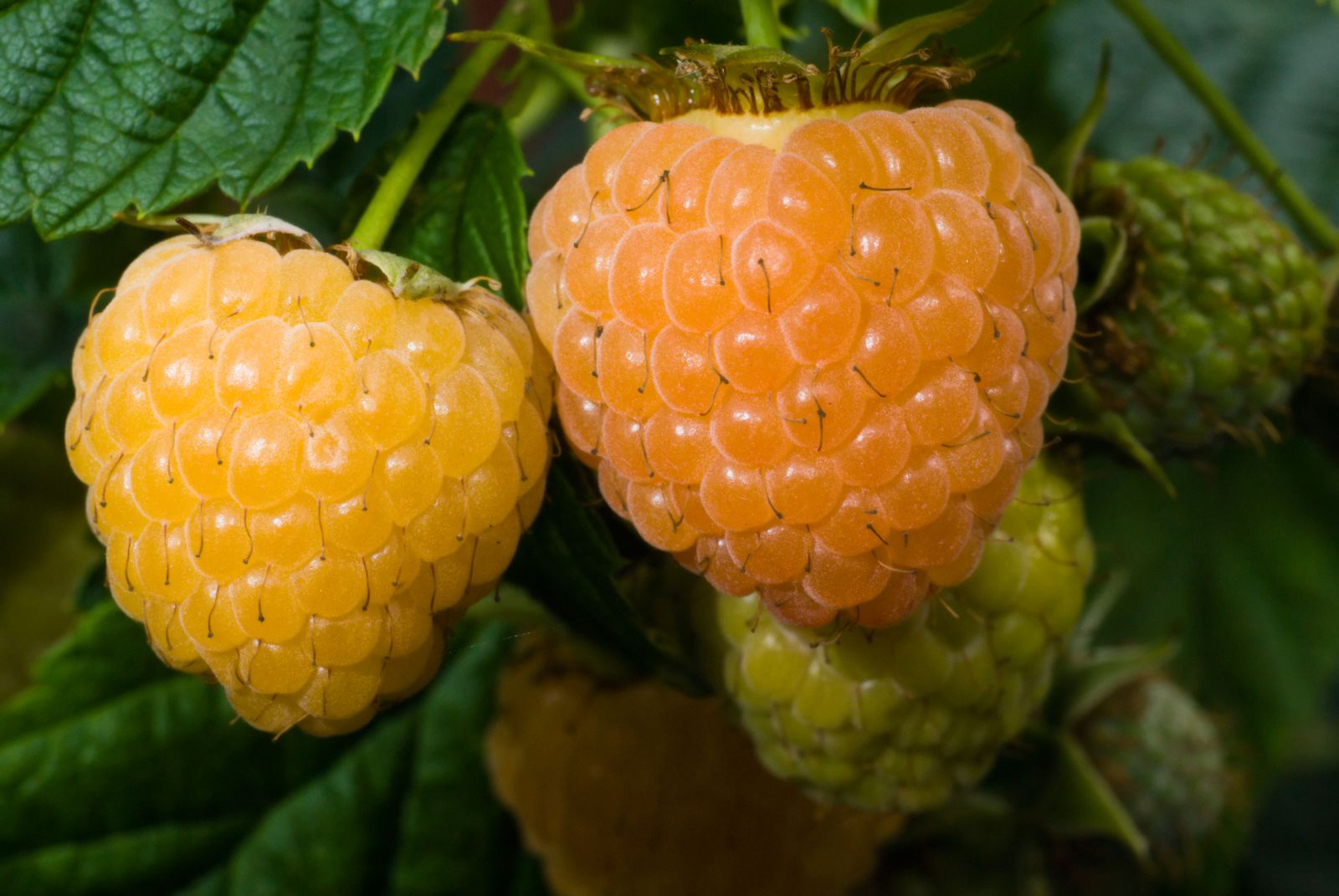 Yellow or golden raspberries called Fallgold  a late ripening variety