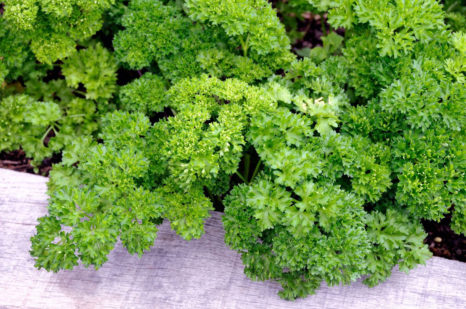 Petroselinum crispum  or curlyleaf parsley among friends