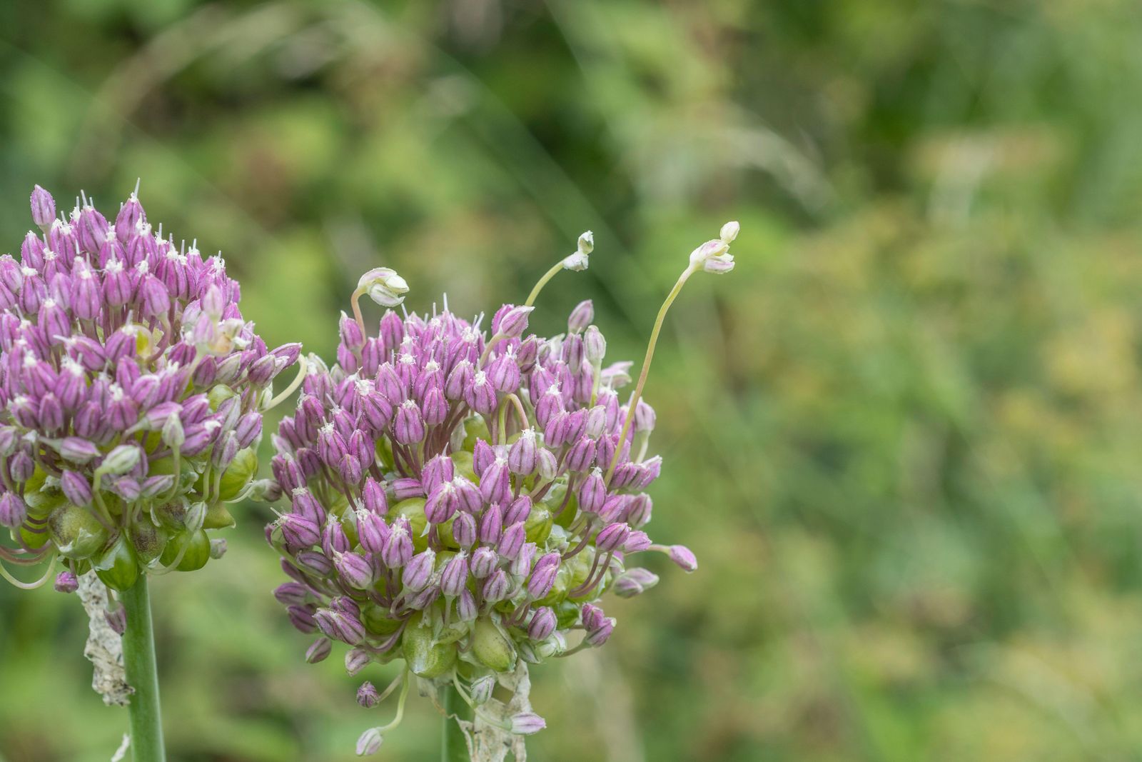 Lilacpurple flowers of the  Babington Leek  Allium ampeloprasum var. babingtonii