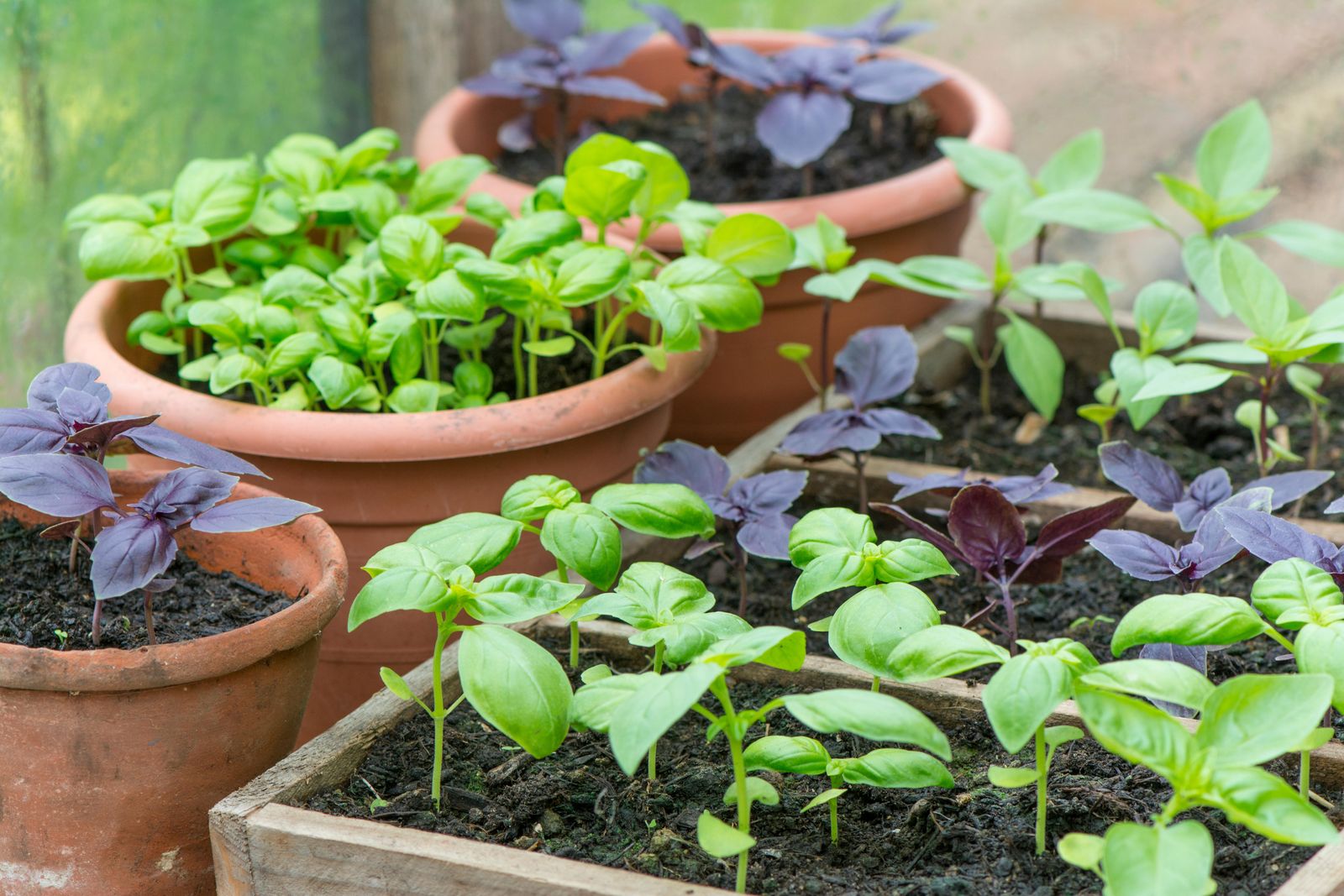 Container grown Sweet Purple and Thai Basil