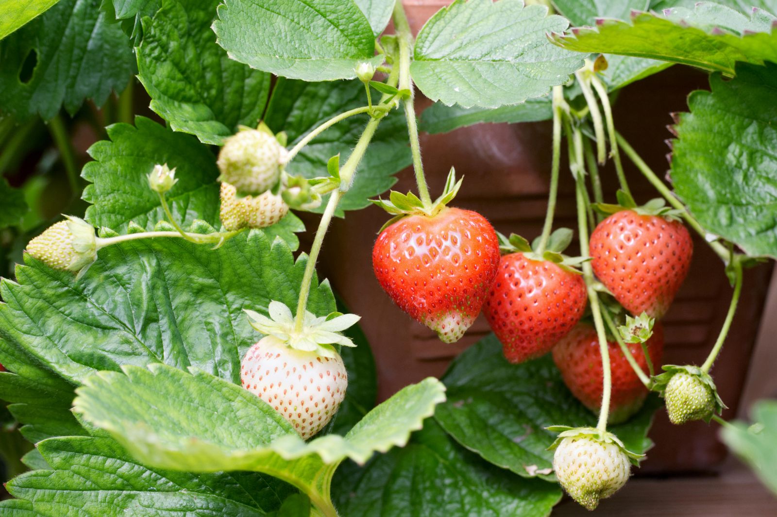 Strawberry Portola fruit growing in a terracotta pot.
