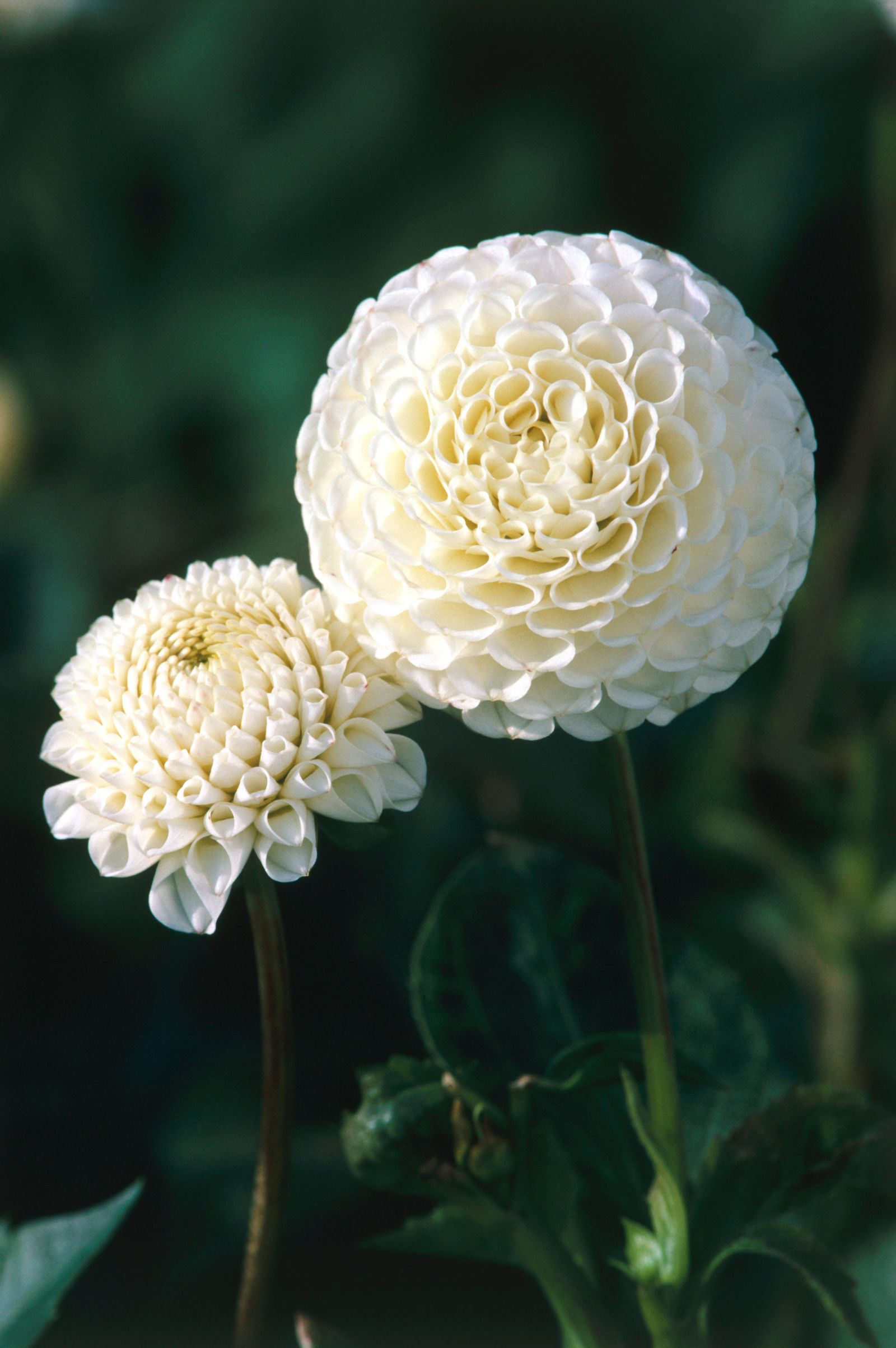 The white pom ‘Small World dahlia is one of Milli's favourites  and her goto for her floral designs for weddings.