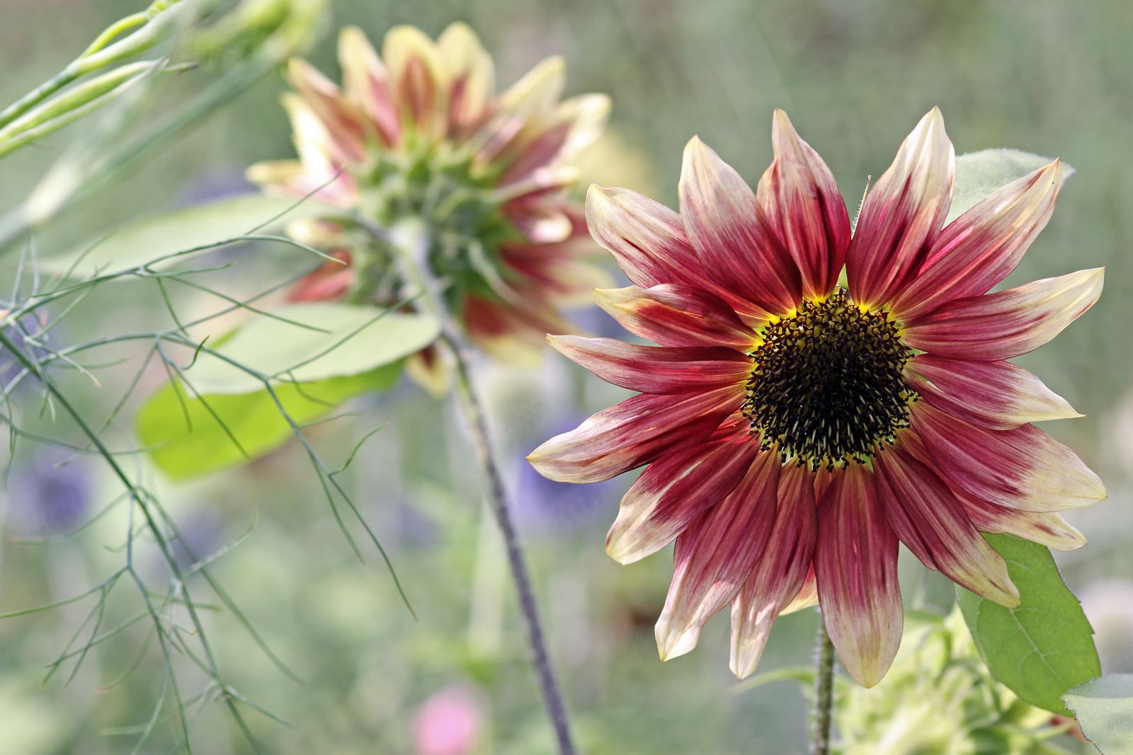 Sunflower ‘Ruby Eclipse