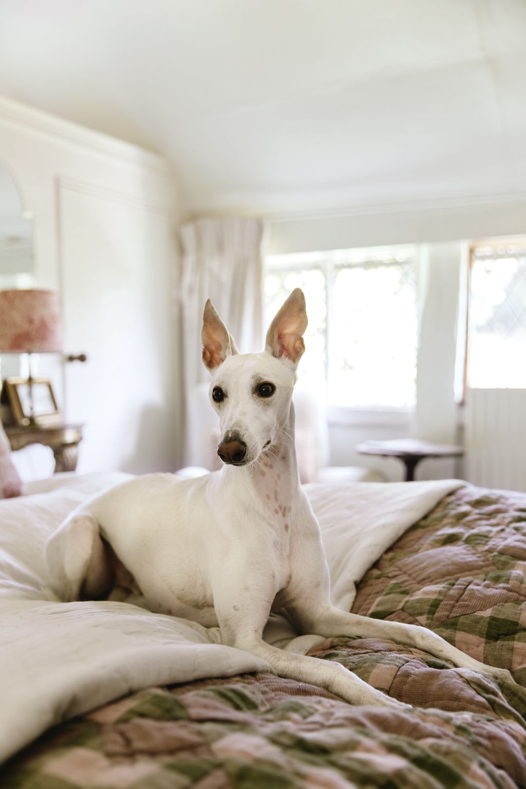 Whippet Jimi is one of the couples two dogs.