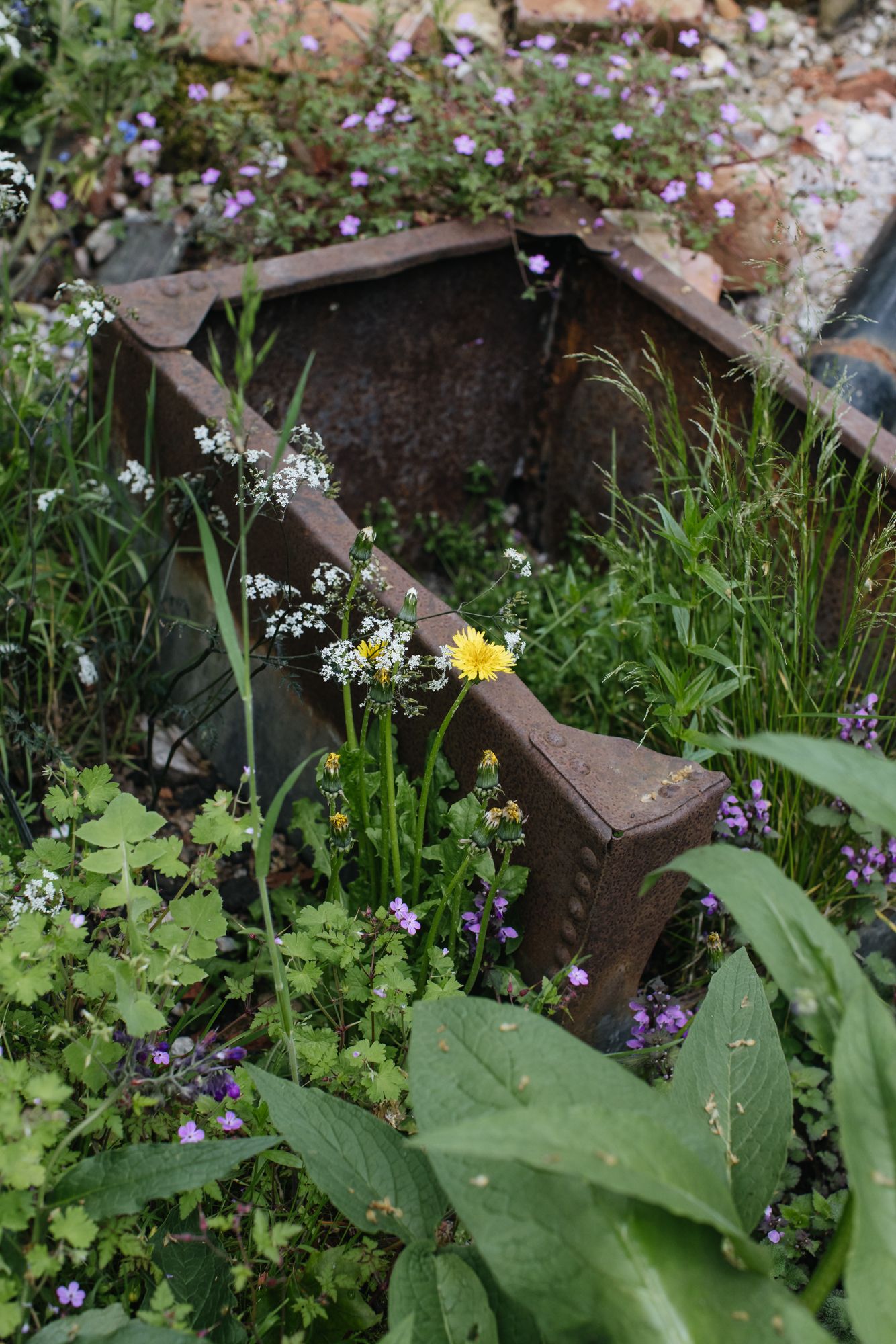 A detail from Cleve West's Chelsea garden