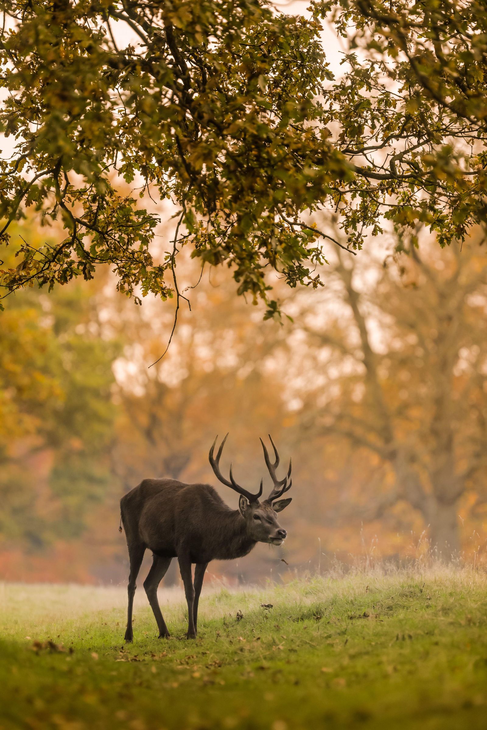 Deer can be seen in Richmond Park
