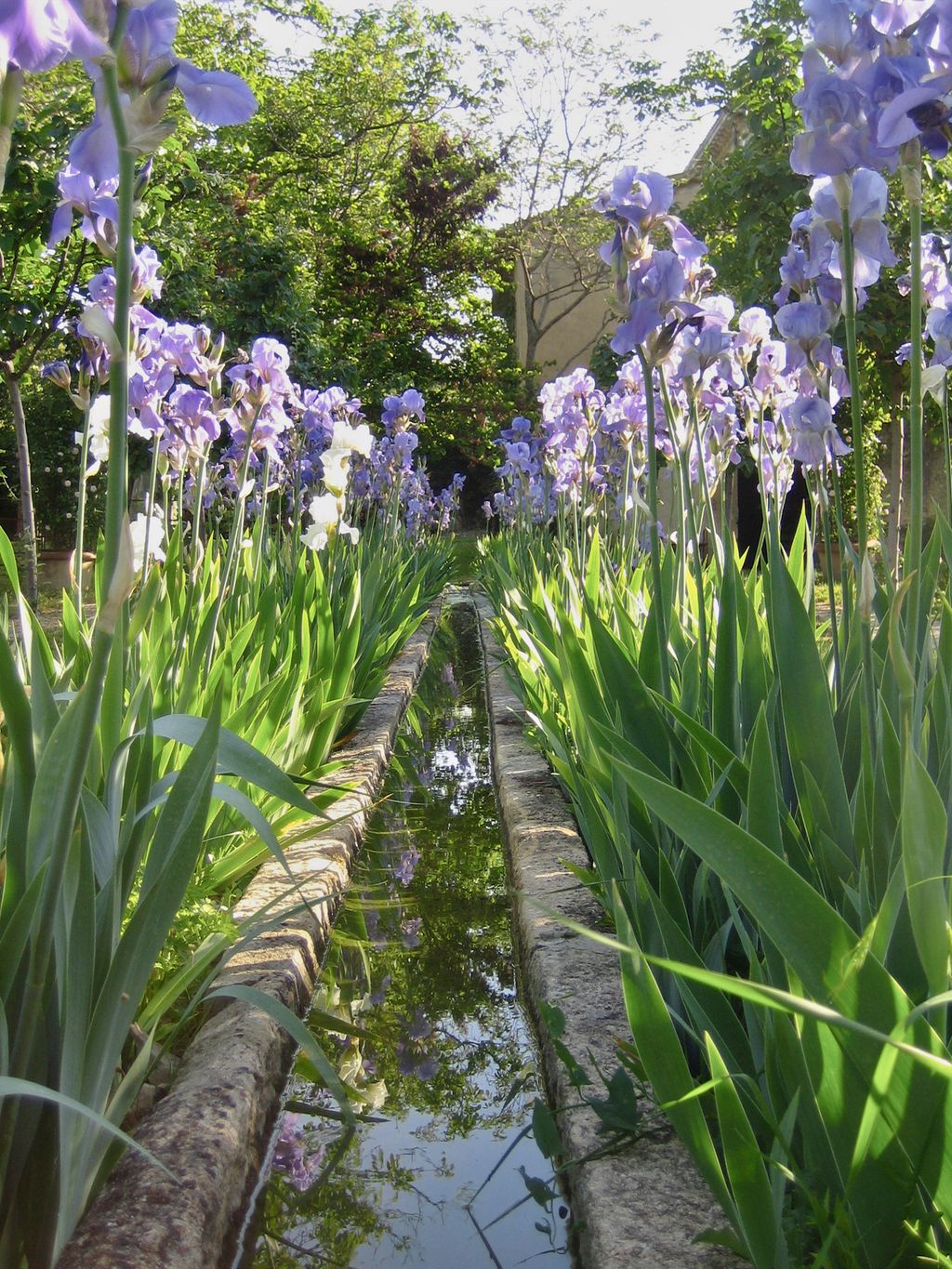 Irises in the garden.