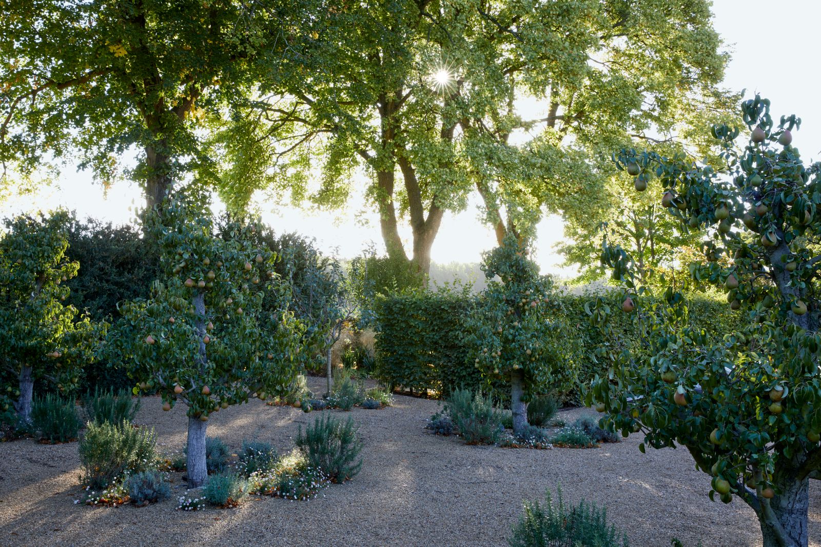 A small orchard of pear trees in one of Jinnys projects