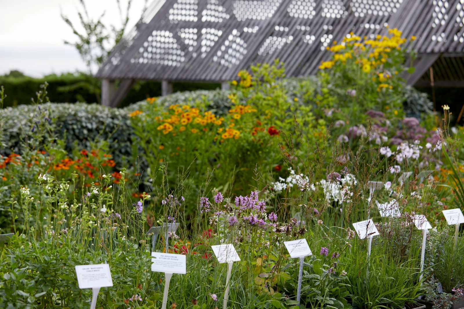 Marchants Hardy Plants is a smorgasbord of delectable and indestructible plants selected and refined in order to be...