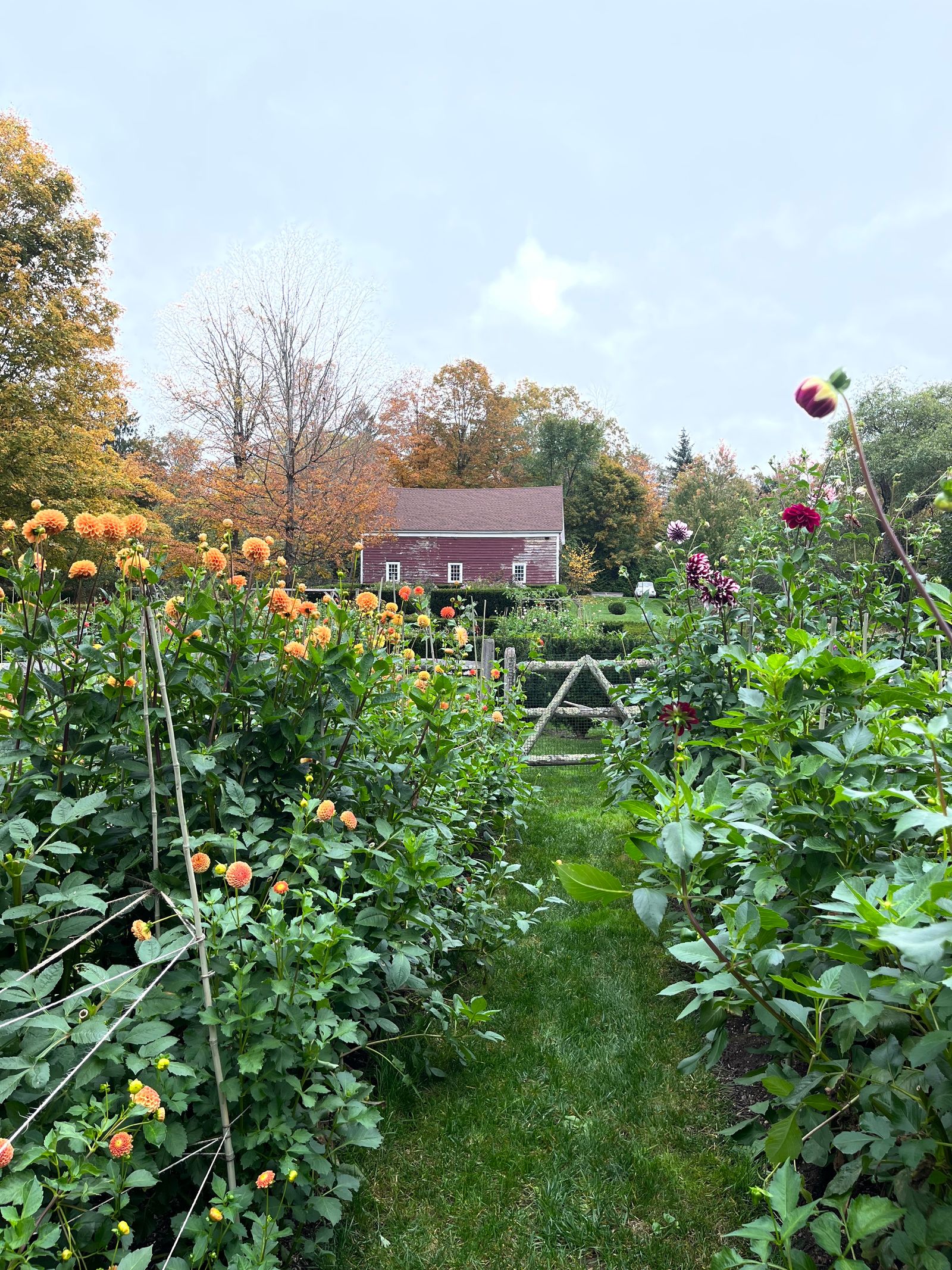 Inside an Englishwomans dahliafilled garden in Connecticut