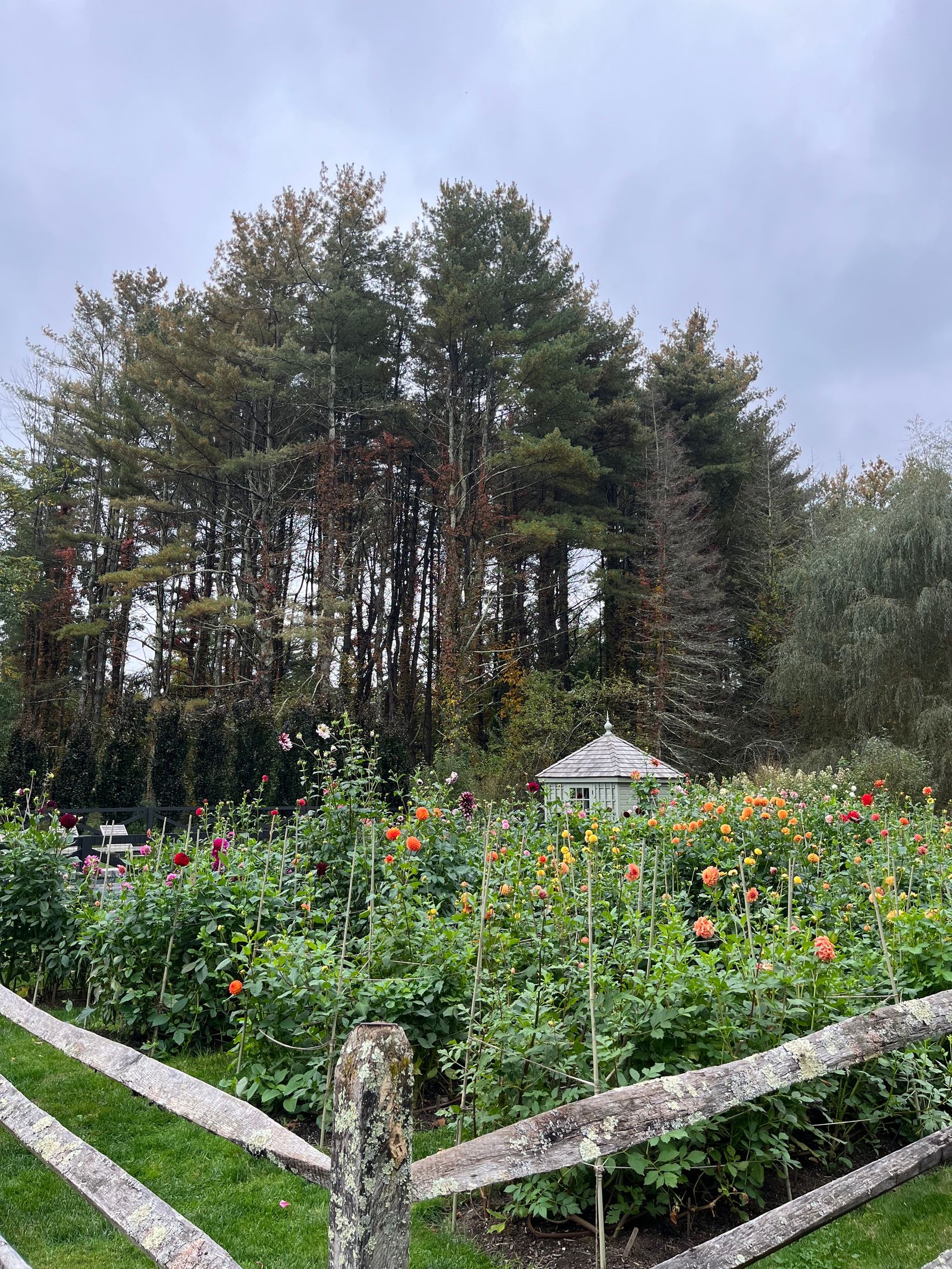 Inside an Englishwomans dahliafilled garden in Connecticut