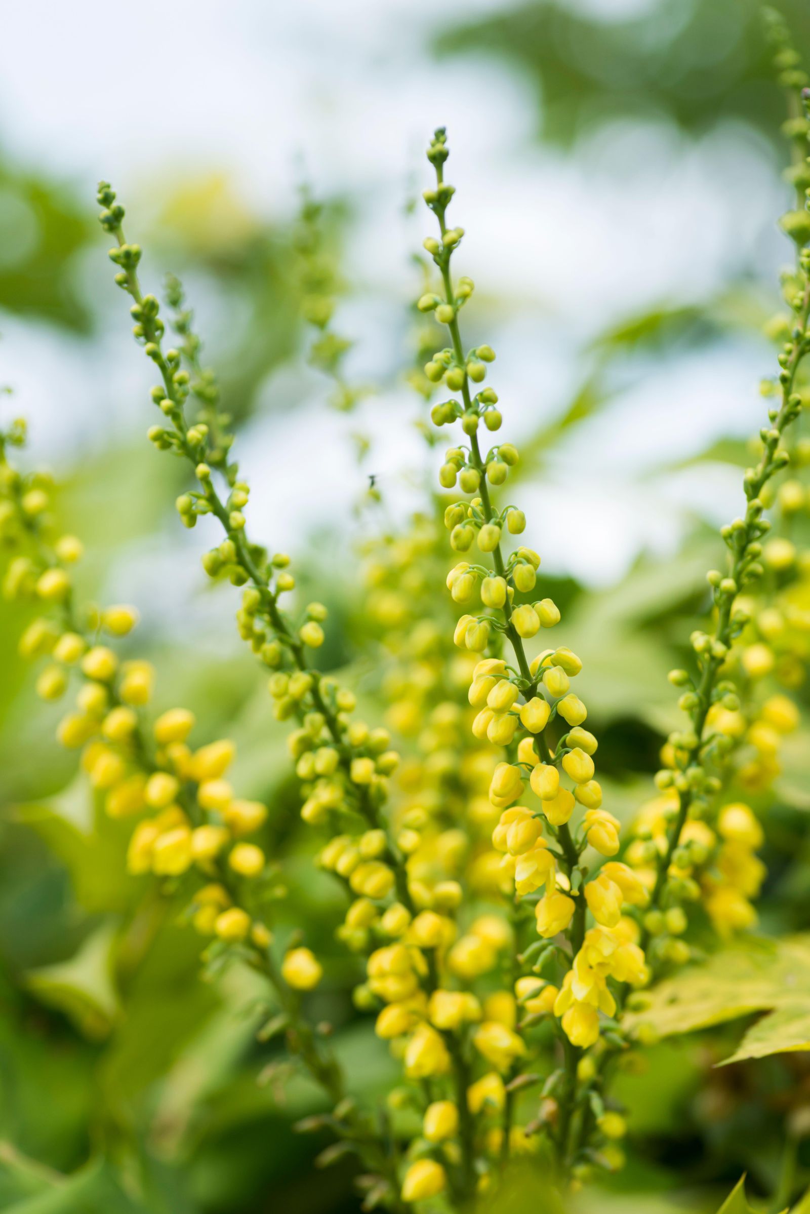How to grow mahonia