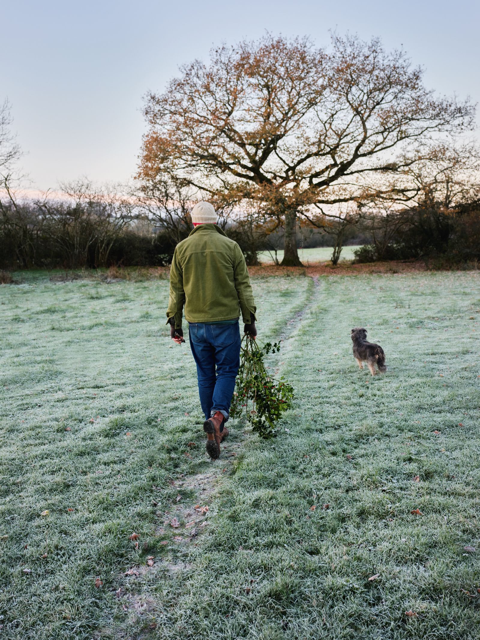 Gathering mistletoe with Mossie the familys dachshund lurcher.