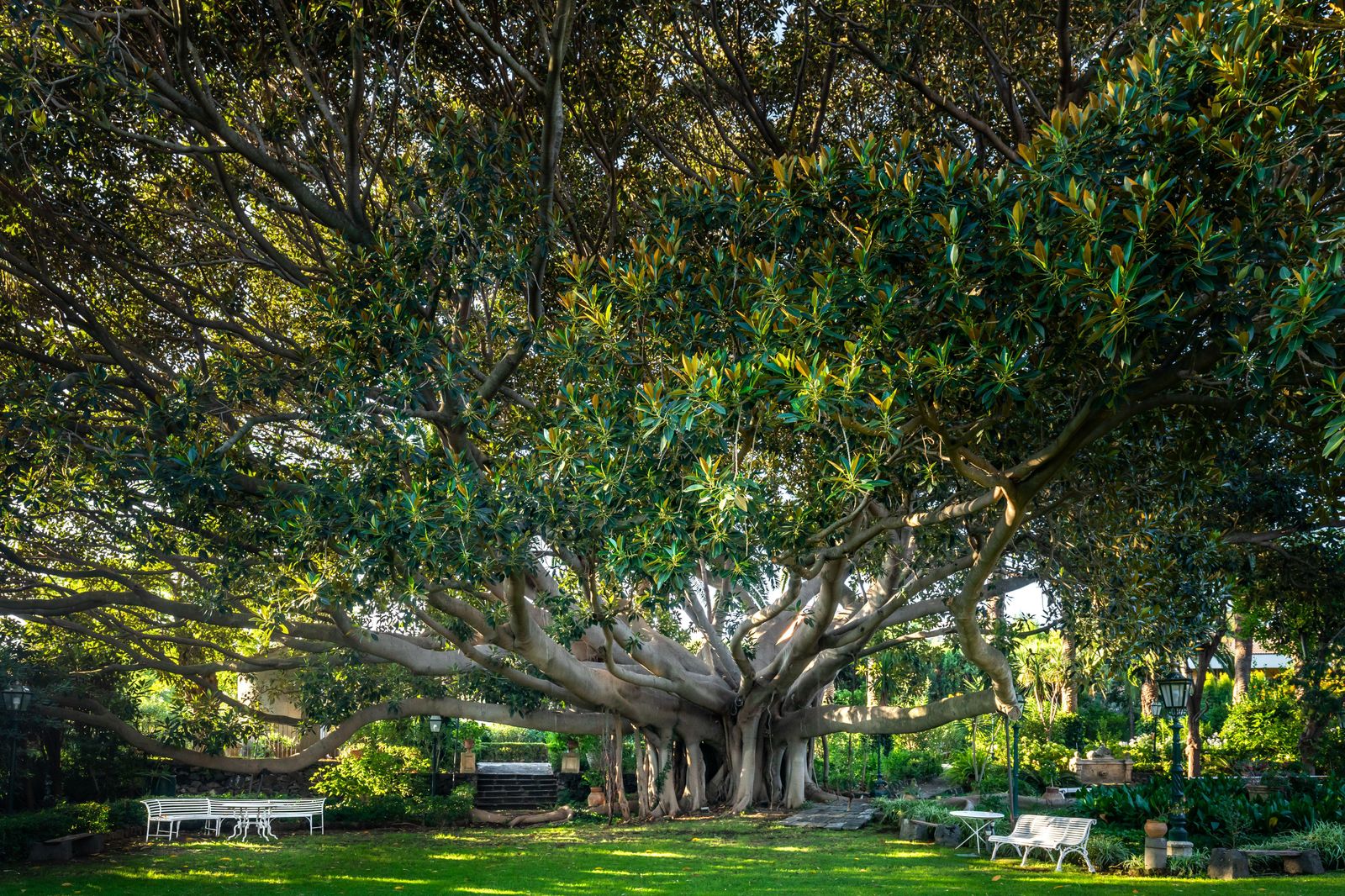 Image may contain Plant Tree Bench Furniture Banyan Desk and Table