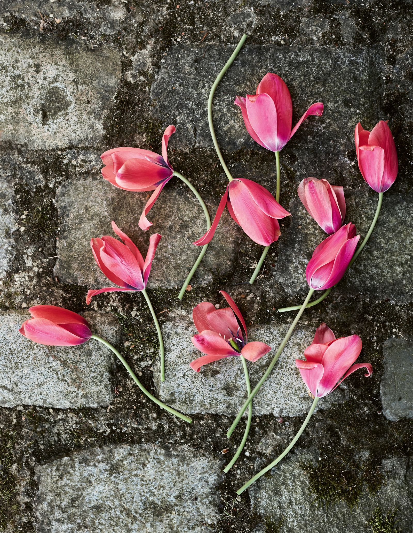 Image may contain Flower Petal Plant and Flower Arrangement