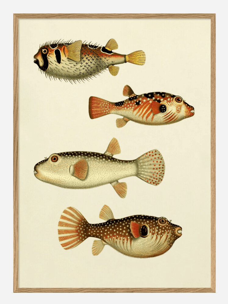 Image may contain: Animal, Fish, Sea Life, and Puffer