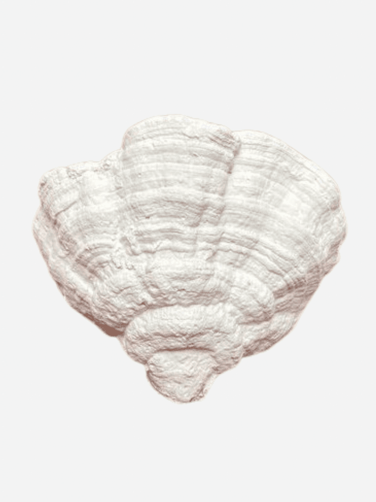 Image may contain: Animal, Invertebrate, Sea Life, Seashell, Clam, Food, Seafood, Fungus, and Plant