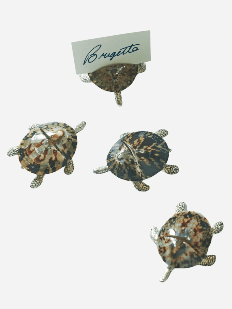 Image may contain: Animal, Reptile, Sea Life, Turtle, and Tortoise