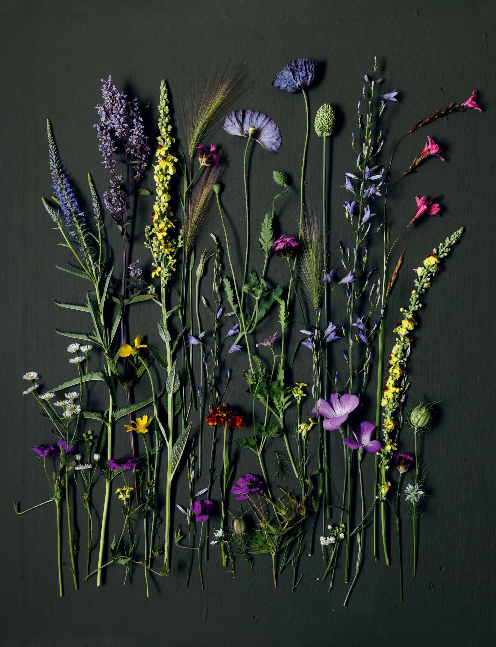 Image may contain Purple Flower Plant Pattern Lavender Art Herbal Herbs and Flower Arrangement