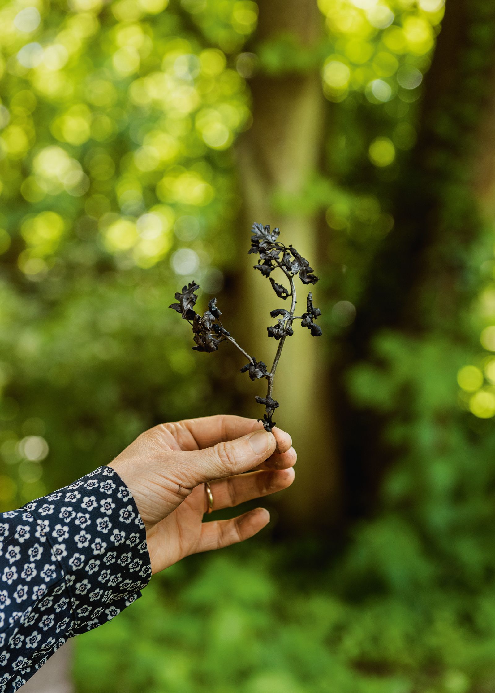 Image may contain Body Part Finger Hand Person Photography Leaf Plant Baby Accessories Jewelry Ring and Grass