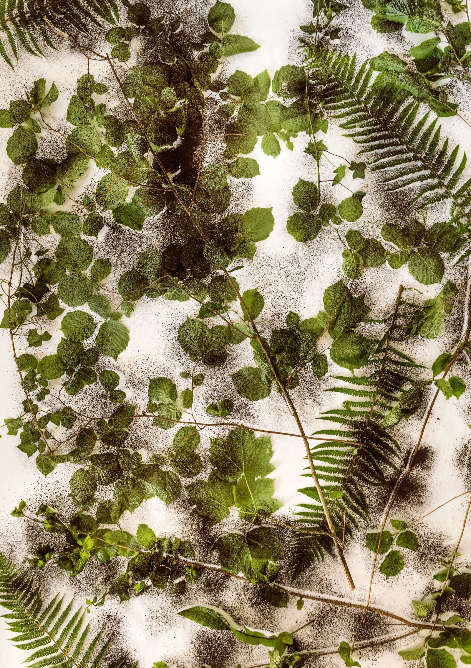 Image may contain Leaf Plant Vegetation Fern Land Nature Outdoors Rainforest and Tree