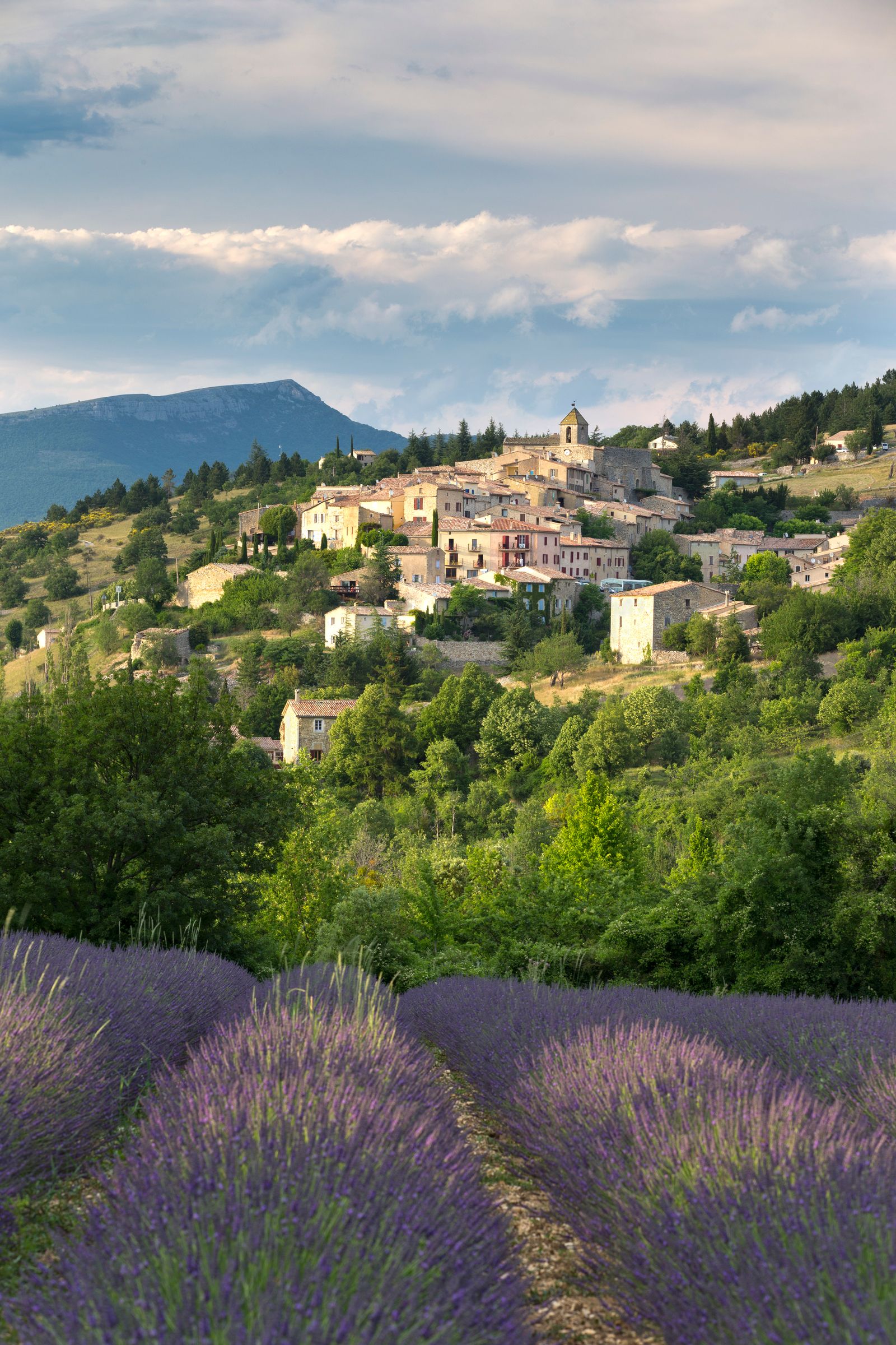 Image may contain Plant Vegetation Nature Outdoors Flower Countryside Landscape Lavender Rural Scenery and Tree
