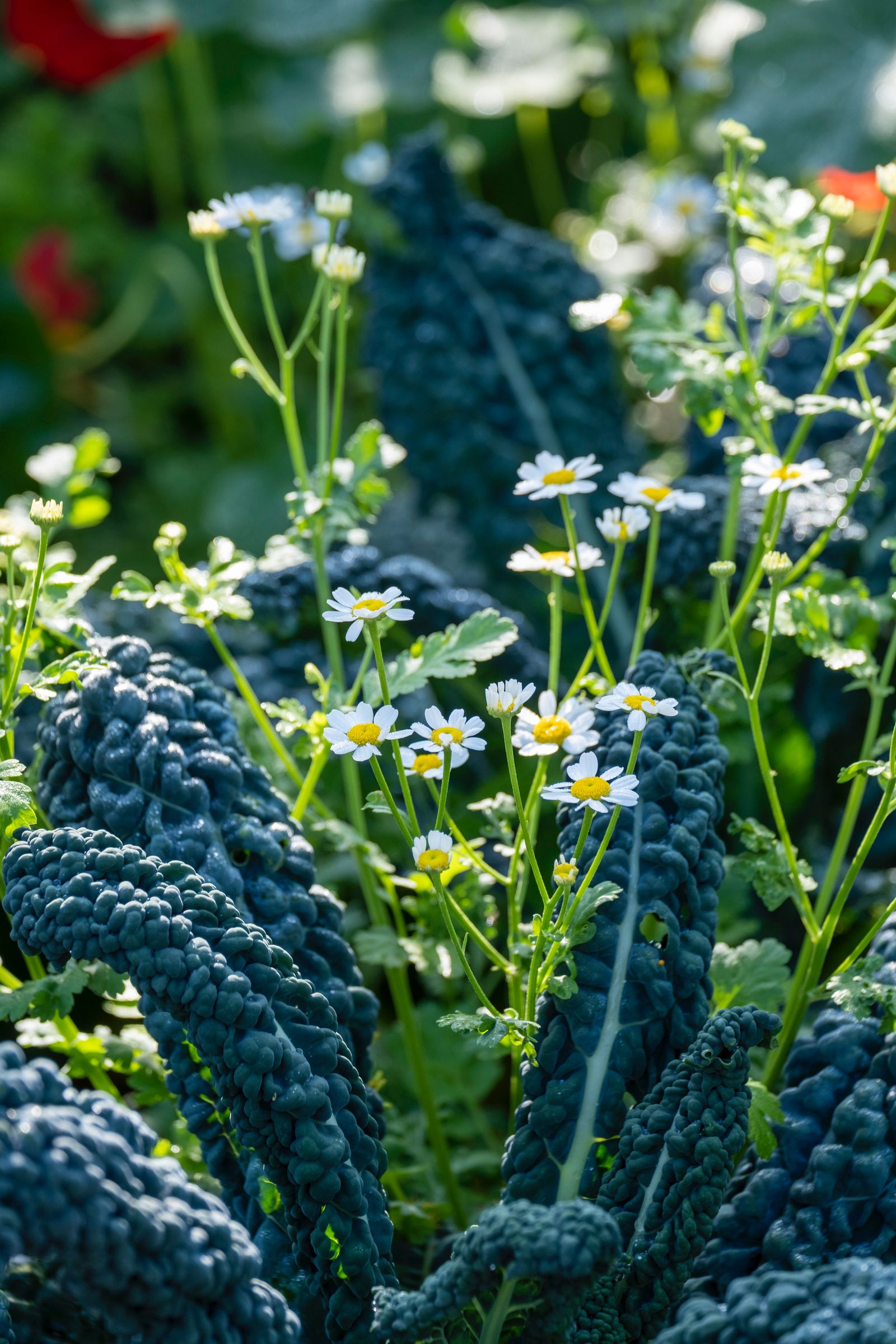 Image may contain Daisy Flower Plant Vegetation Outdoors Food Kale Leafy Green Vegetable Produce and Vegetable