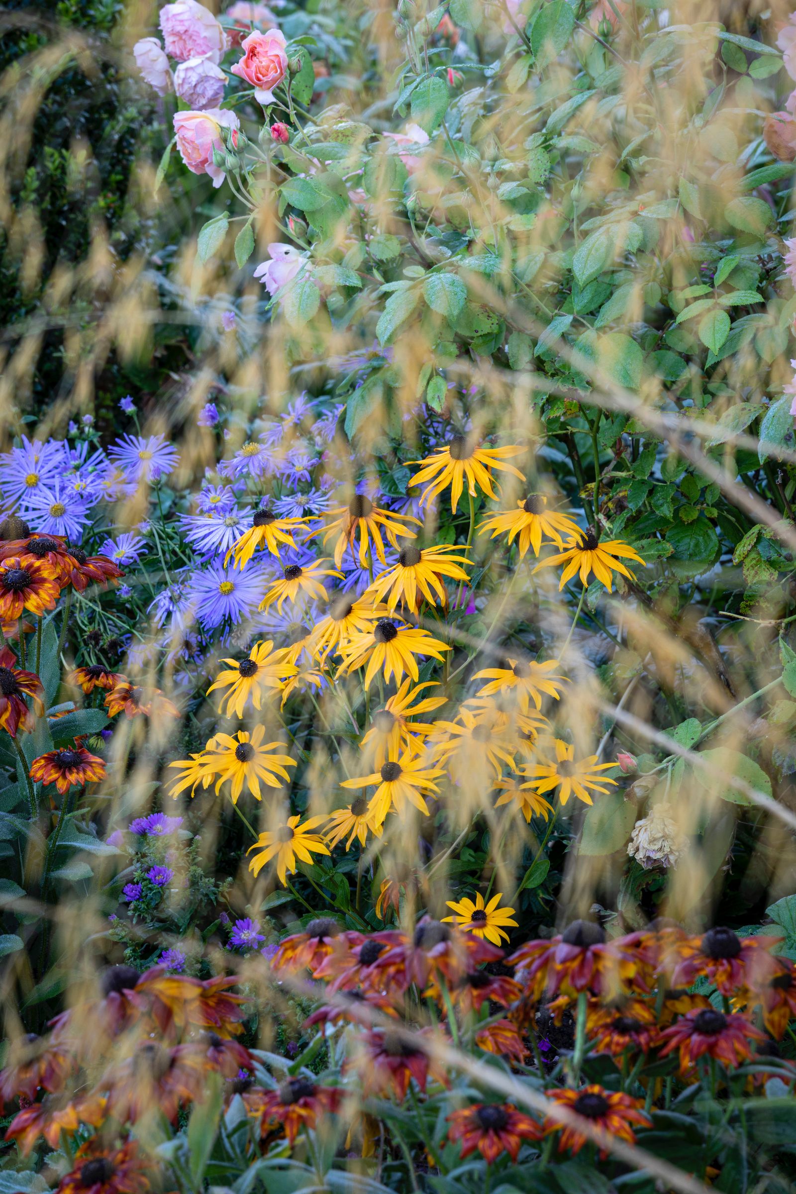 Image may contain Daisy Flower Plant Petal Leaf Vegetation Outdoors Garden Nature Herbal Herbs and Dahlia