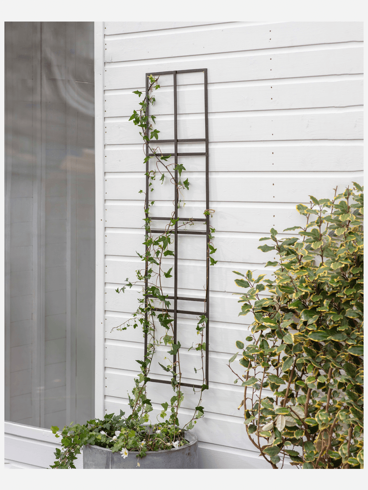 Image may contain: Plant, Vine, Potted Plant, and Ivy