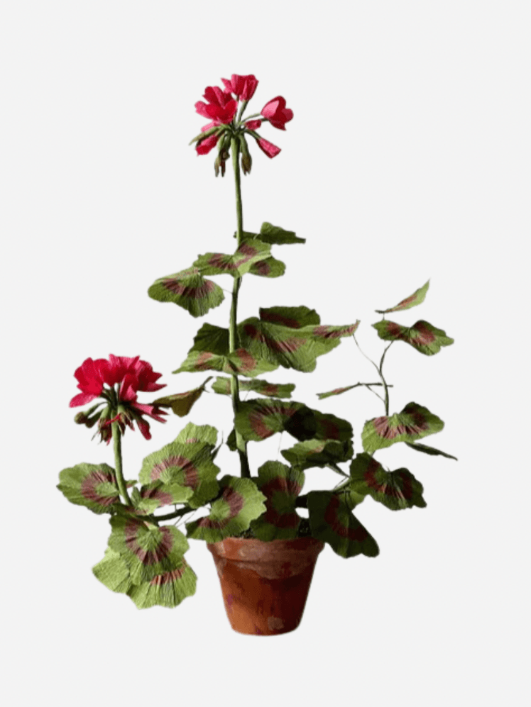 Image may contain Flower Geranium Plant Flower Arrangement Leaf Ikebana Petal and Rose