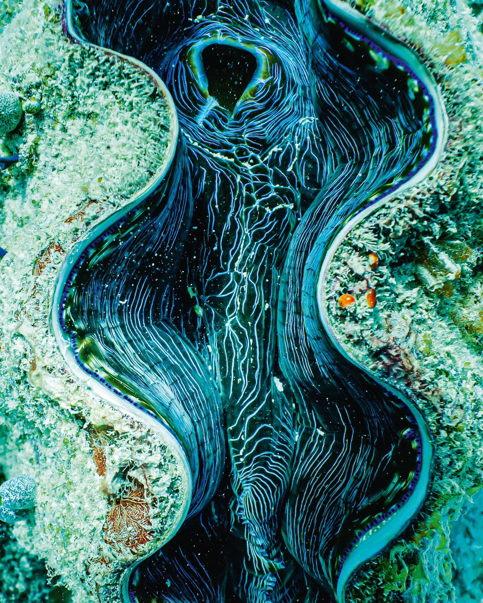 Image may contain Animal Clam Food Invertebrate Sea Life Seafood Seashell Nature Outdoors Sea Water and Reef