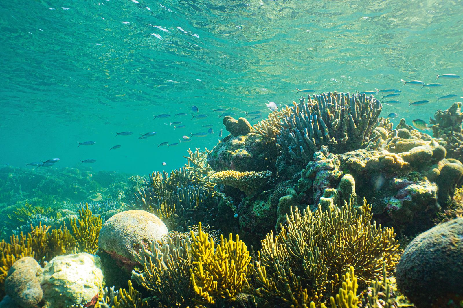 Image may contain Nature Outdoors Water Underwater and Ocean Floor