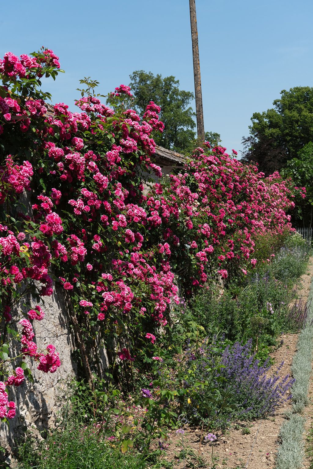 Image may contain Plant Vegetation Garden Nature Outdoors Flower Geranium Herbal Herbs Arbour Petal and Dahlia