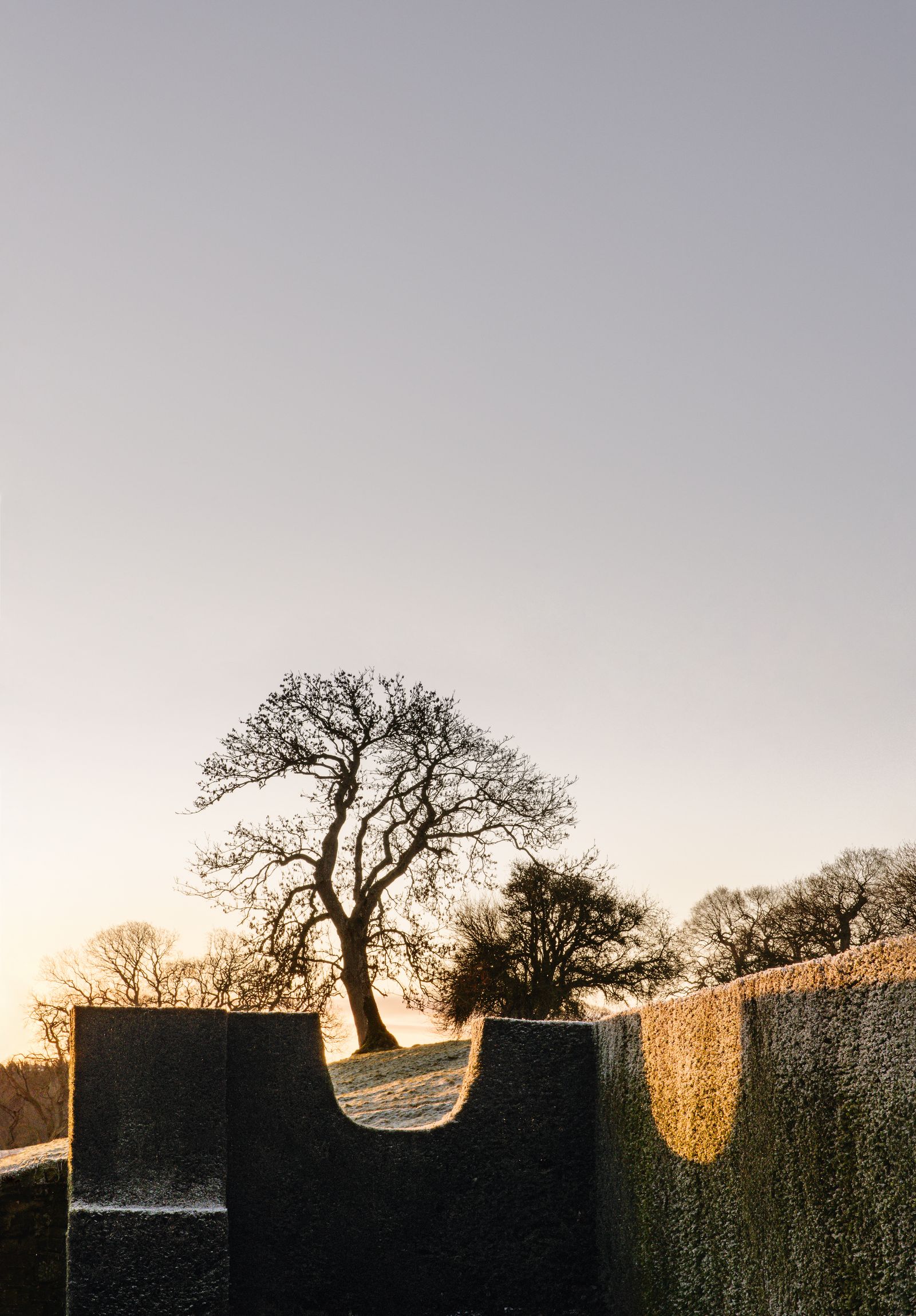 Image may contain Plant Tree Oak Nature Outdoors and Sky
