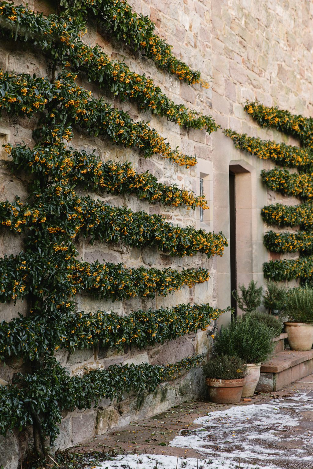 Image may contain Plant Vine Vegetation Potted Plant Cookware and Pot