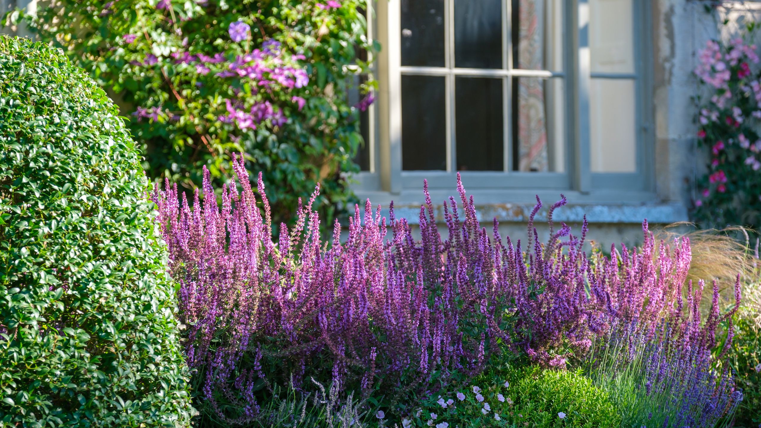 Image may contain: Plant, Vegetation, Purple, Flower, Herbal, Herbs, and Bush