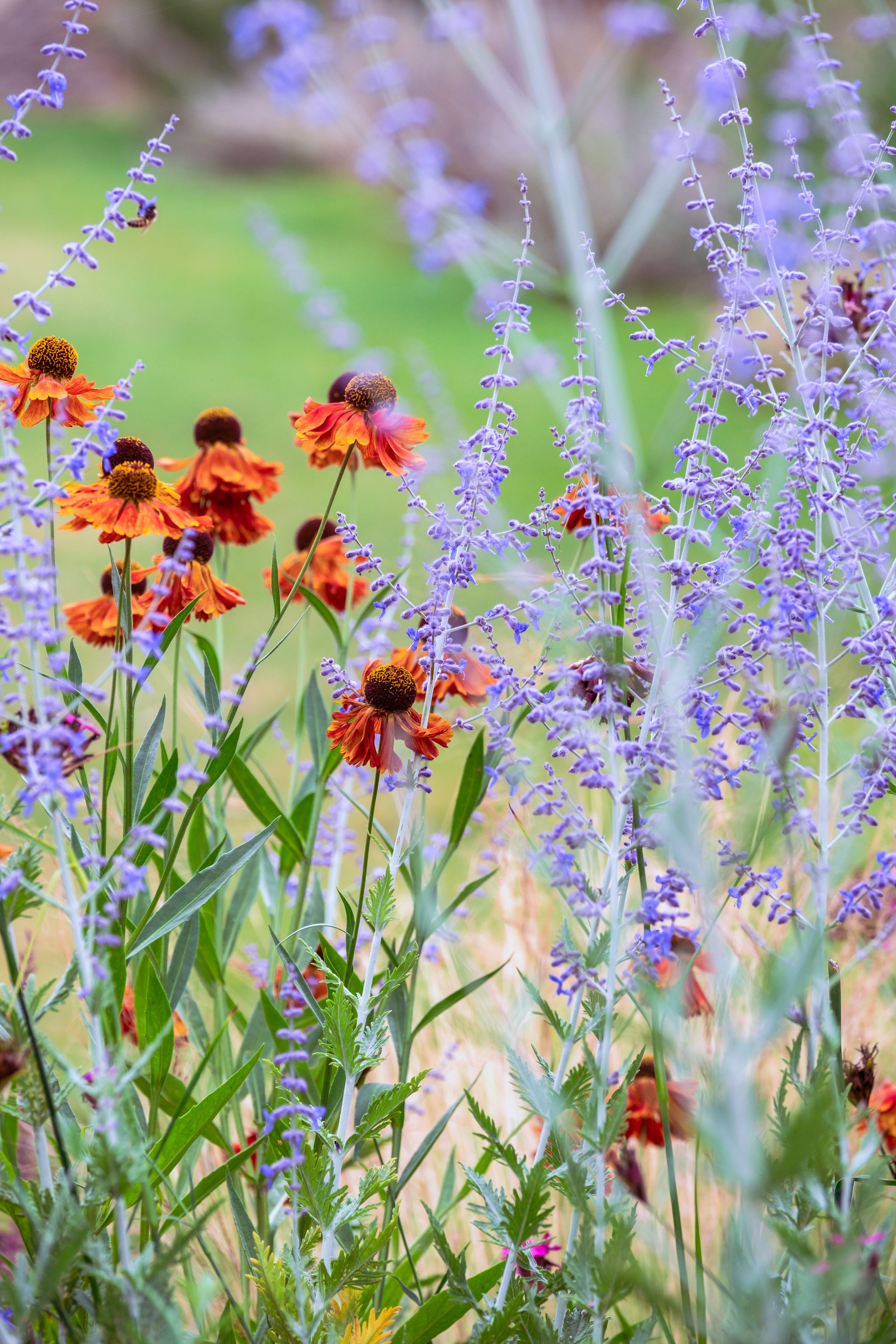 Image may contain: Bill Kenney, Herbal, Herbs, Plant, Flower, Petal, Daisy, Purple, Grass, Vegetation, Outdoors, and Nature