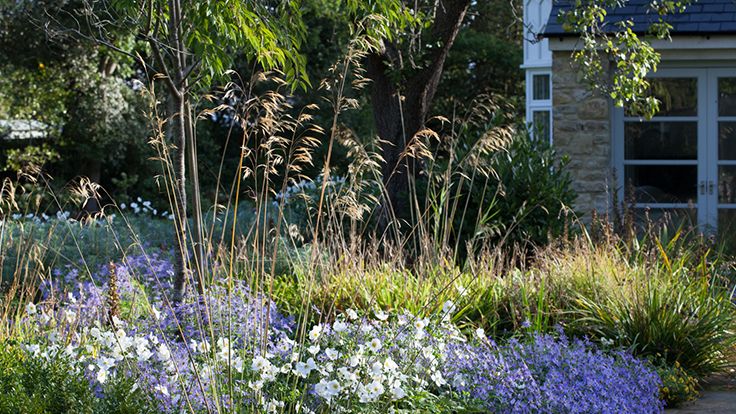 Image may contain: Plant, Vegetation, Garden, Nature, Outdoors, Herbal, Herbs, Grass, Flax, Flower, Land, Tree, and Woodland