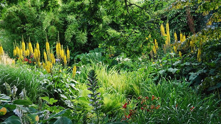 Image may contain: Plant, Vegetation, Garden, Nature, Outdoors, Jungle, Grass, Land, Tree, Woodland, Rainforest, and Park