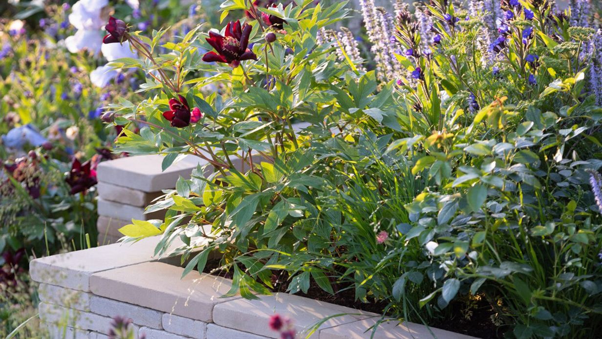 Image may contain: Herbal, Herbs, Plant, Potted Plant, Jar, Planter, Pottery, Vase, Vegetation, Garden, Nature, and Outdoors