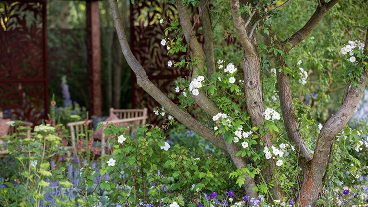 Image may contain: Garden, Nature, Outdoors, Plant, Vegetation, Tree, Herbal, Herbs, Backyard, Yard, Tree Trunk, and Land