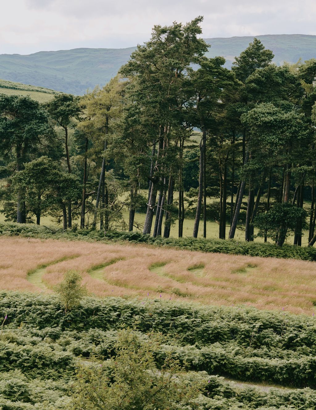 Image may contain Plant Vegetation Tree Grove Land Nature Outdoors Woodland Scenery Grass Green and Landscape