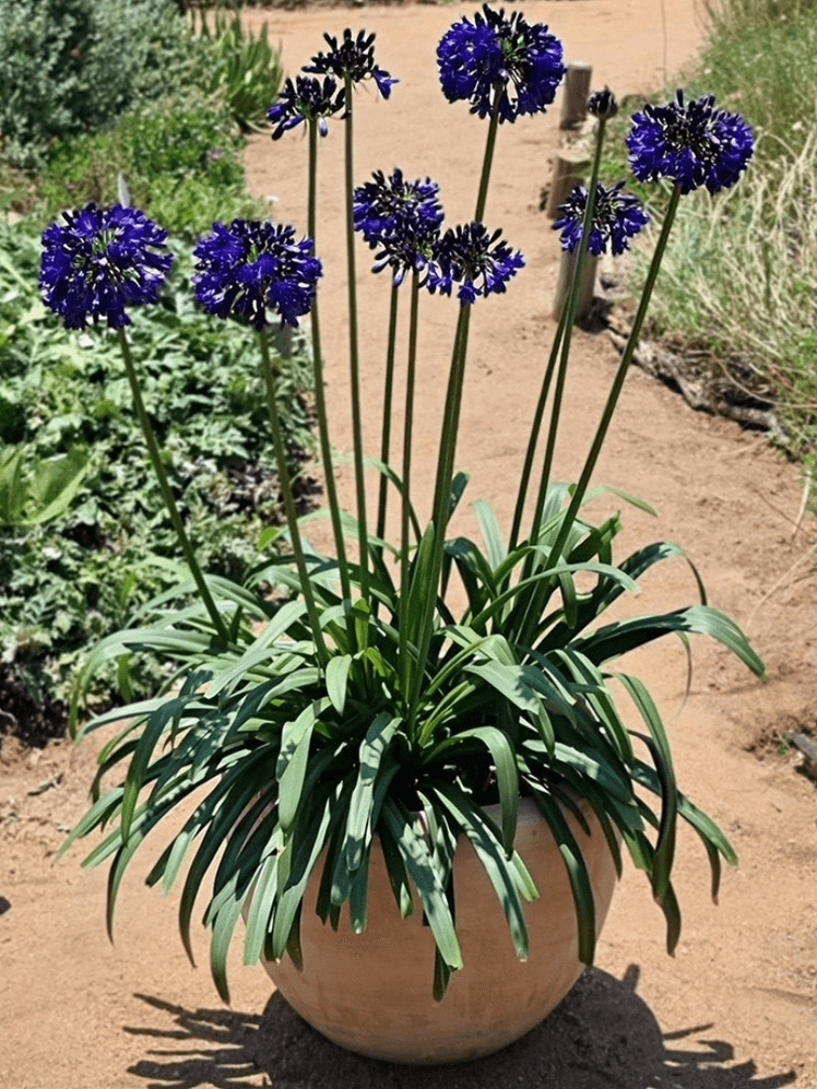 Image may contain: Flower, Plant, Potted Plant, and Agapanthus