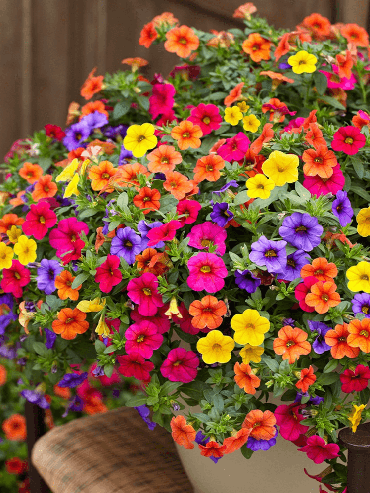 Image may contain: Plant, Potted Plant, Flower, Flower Arrangement, Geranium, Flower Bouquet, and Daisy