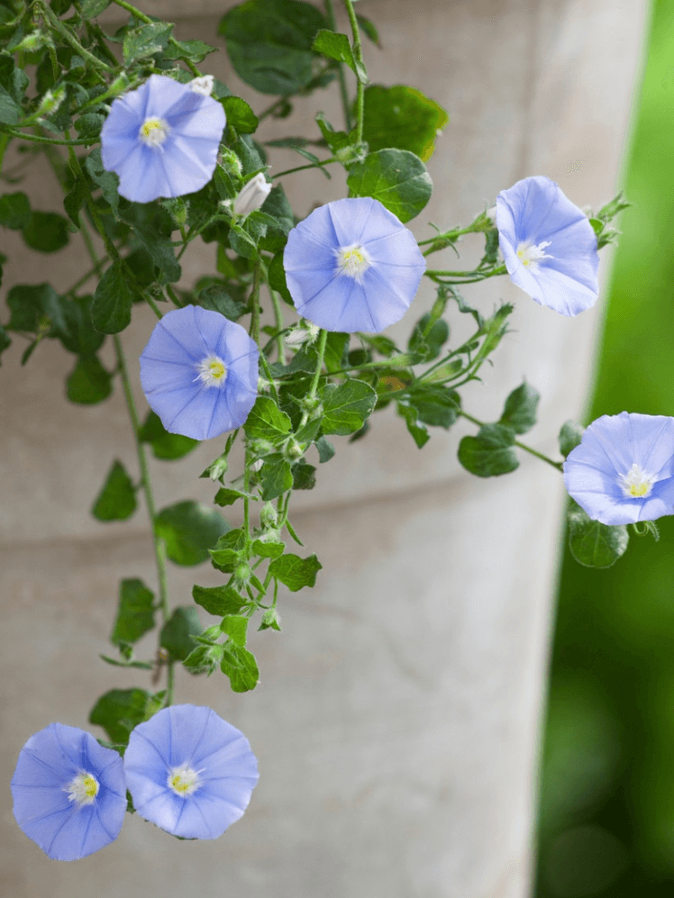 Image may contain: Flower, Geranium, Plant, Anemone, Flax, Petal, and Leaf