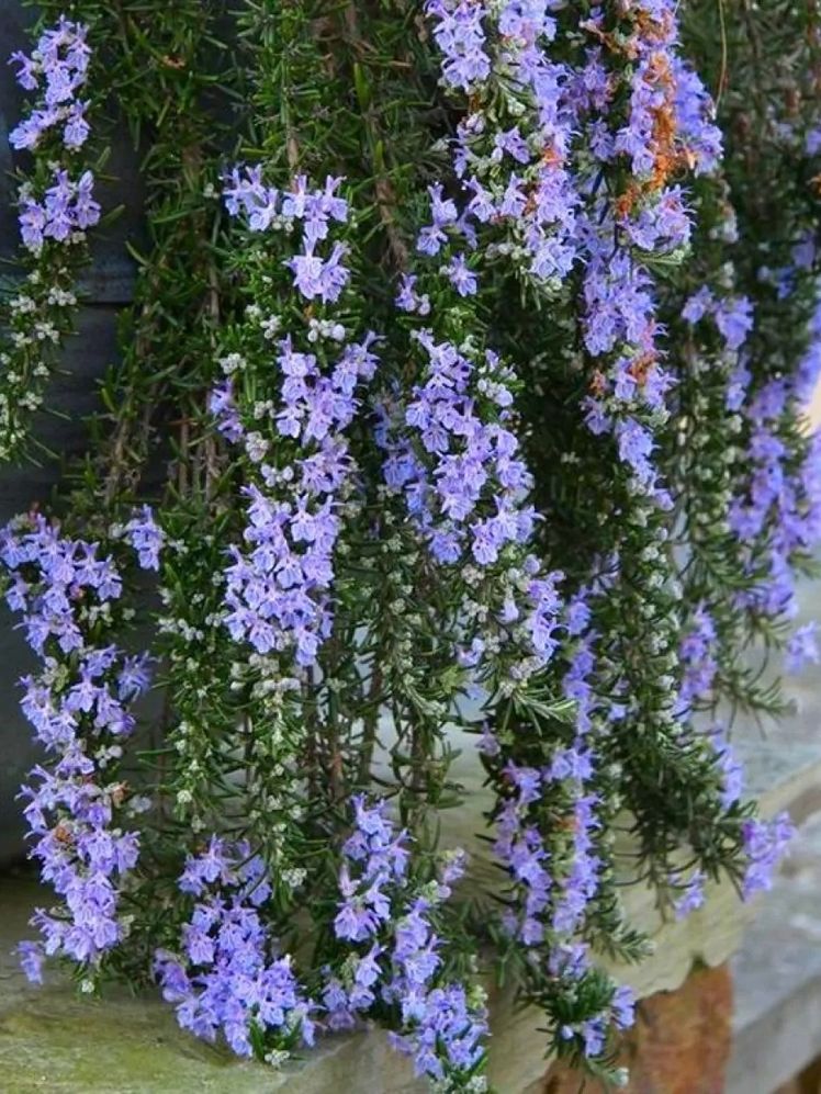 Image may contain: Plant, Vegetation, and Flower